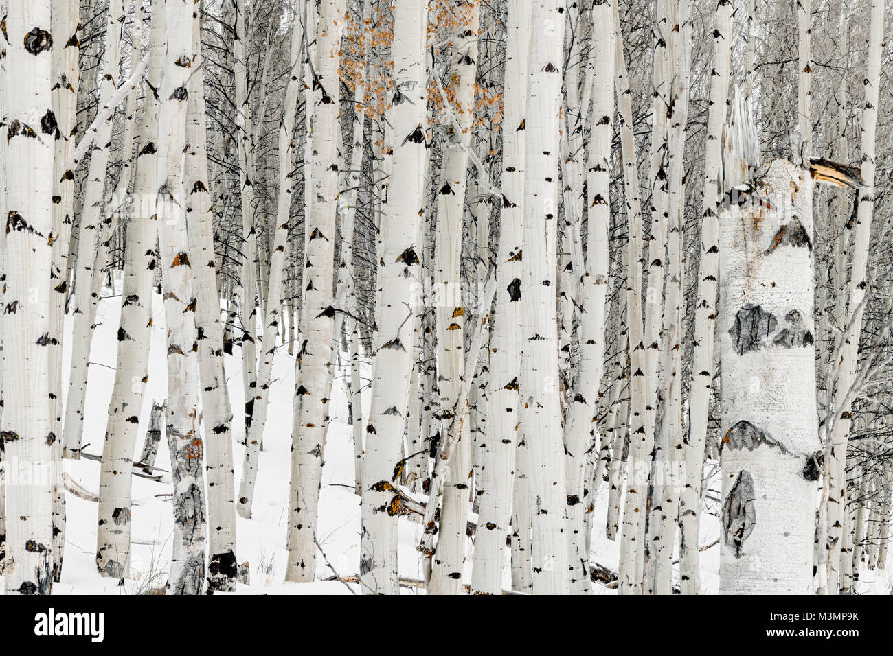 Aspen trees in winter on hi-res stock photography and images - Alamy