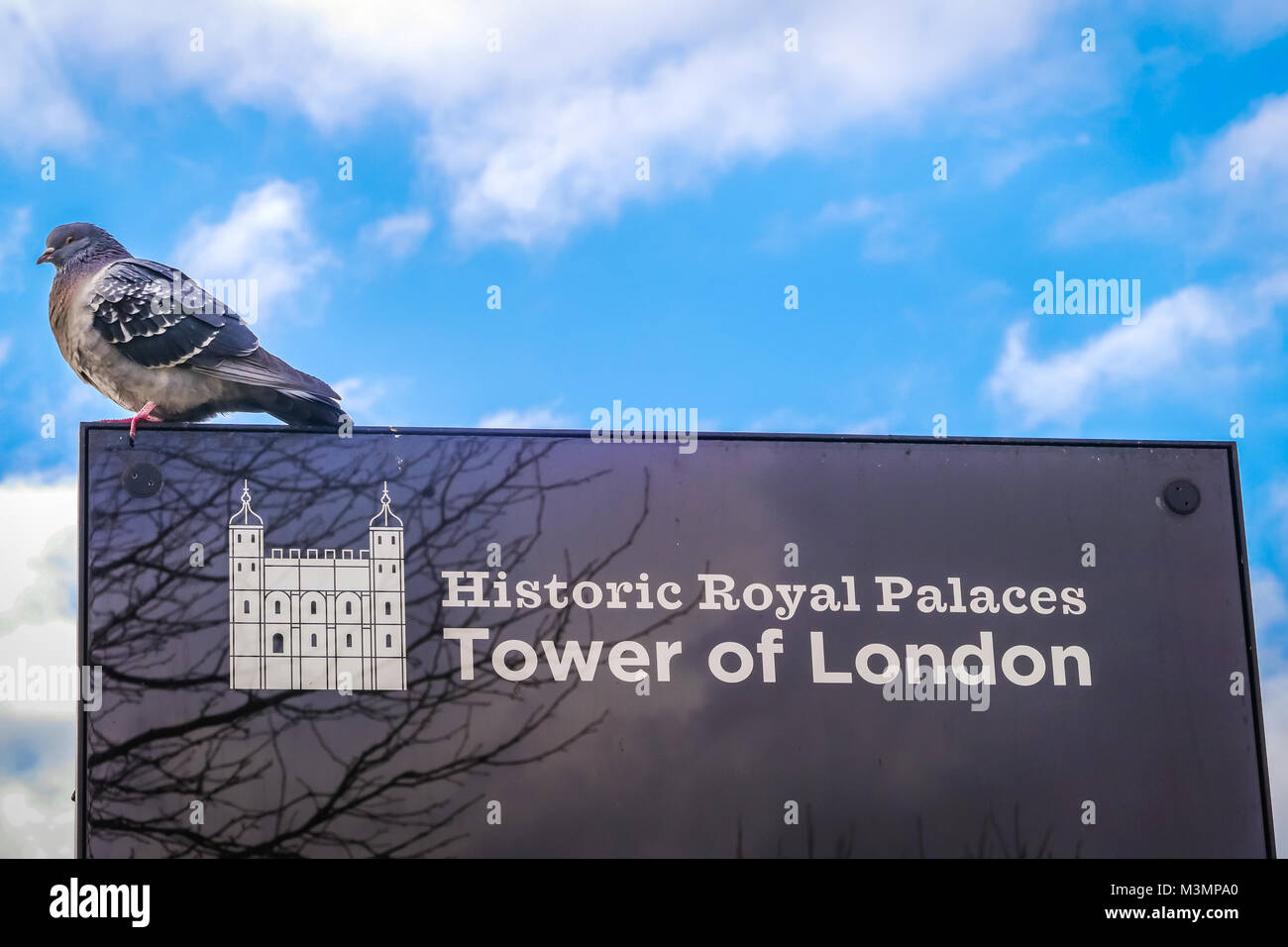 Pigeon on sign board near famous Tower of London, United Kingdom Stock Photo
