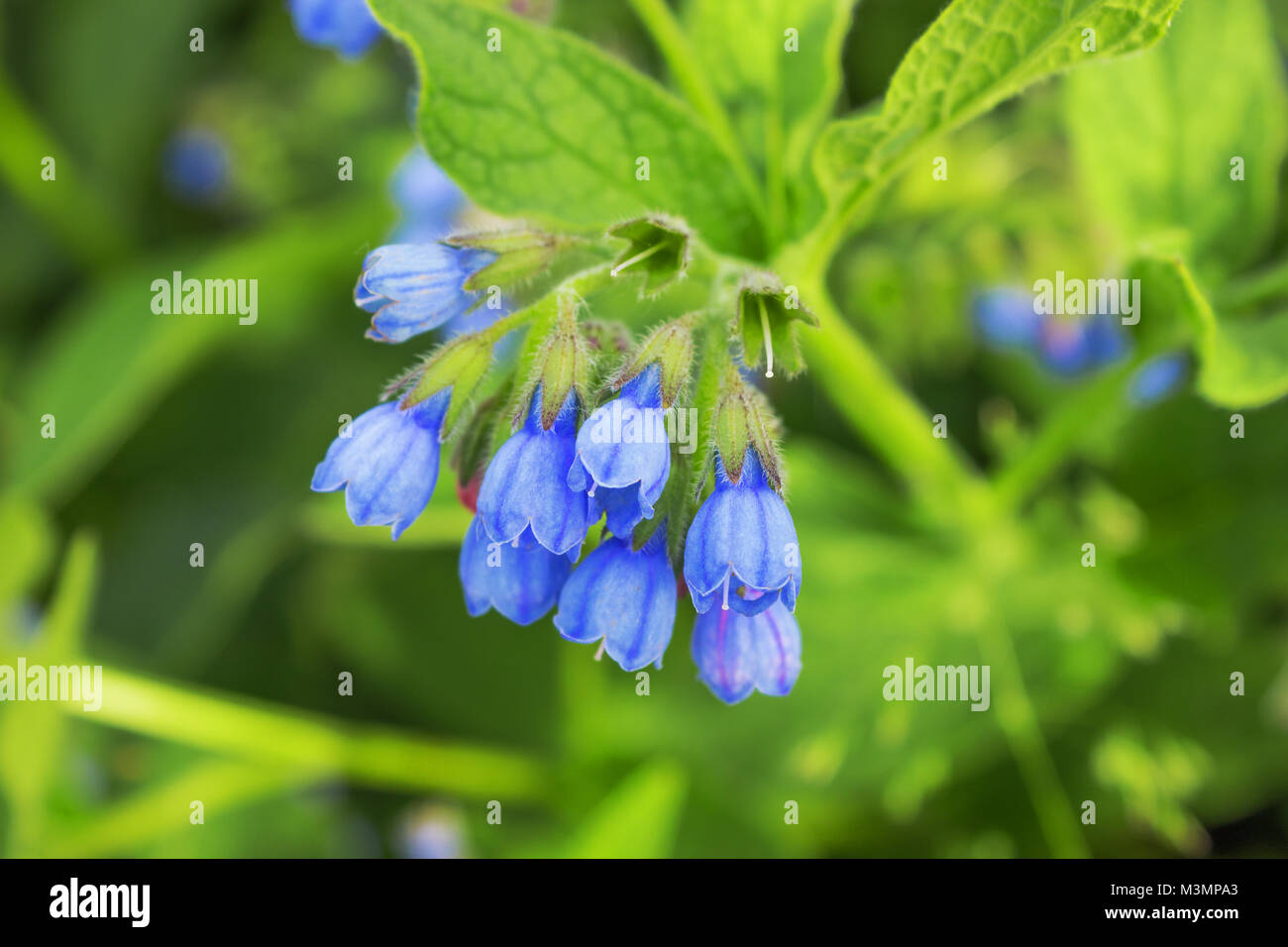Blooming in June comfrey Caucasian (Symphytum caucasicum M. Bieb. ) Stock Photo