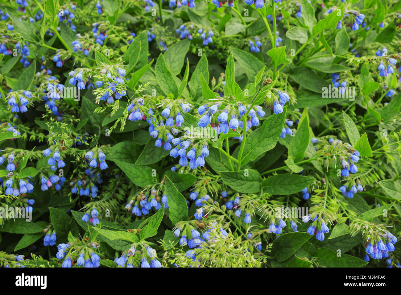 Blossoming  in June comfrey Caucasian (Symphytum caucasicum M. Bieb.) Stock Photo