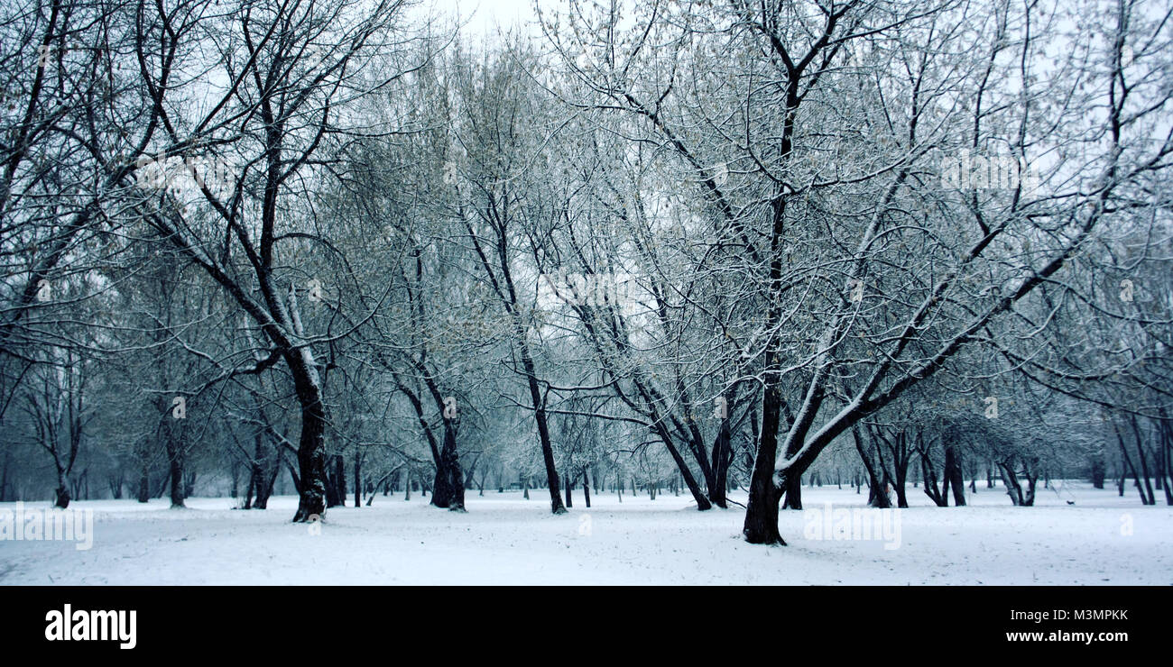 Snow covered trees in the woods. Winter in Russia. A snowy day. Empty walkway in the park. Winter scene. Aged photo. Wide photo. Stock Photo
