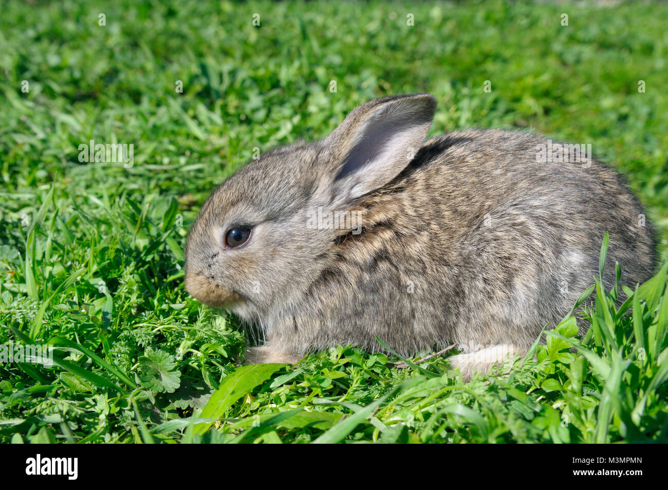 little rabbit on green grass background Stock Photo - Alamy