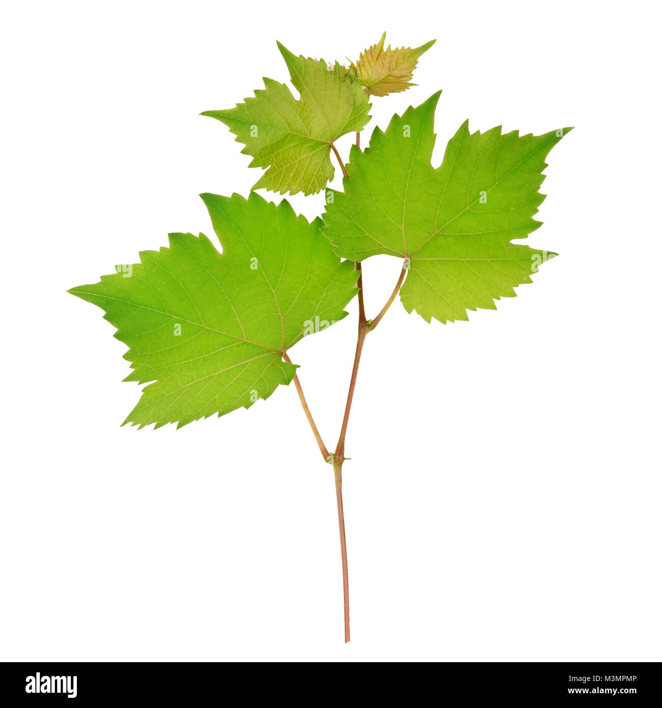 Grape leaves isolated on white background Stock Photo - Alamy