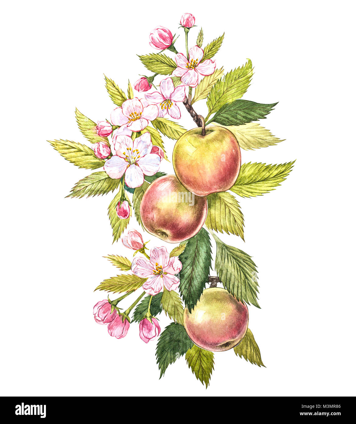 Colorful Drawing Apple Tree High Resolution Stock Photography And Images Alamy