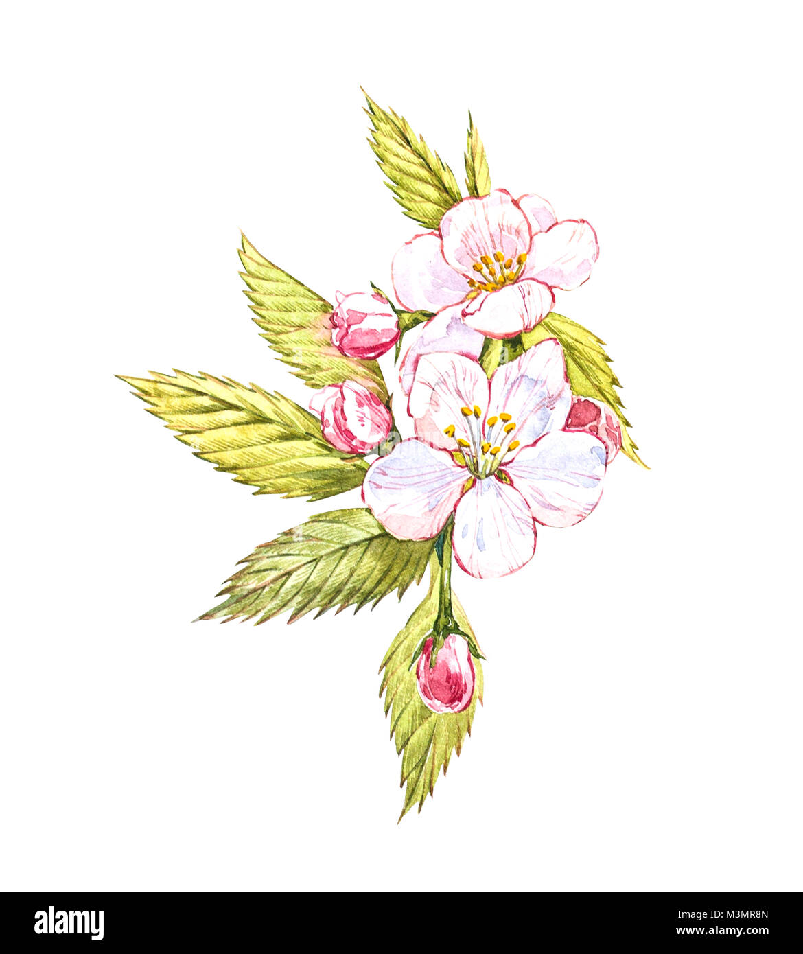 Watercolor Hand Drawn Apple Flowers Eco Natural Food Fruit Illustration Botanical Illustration Isolated On White Background Stock Photo Alamy