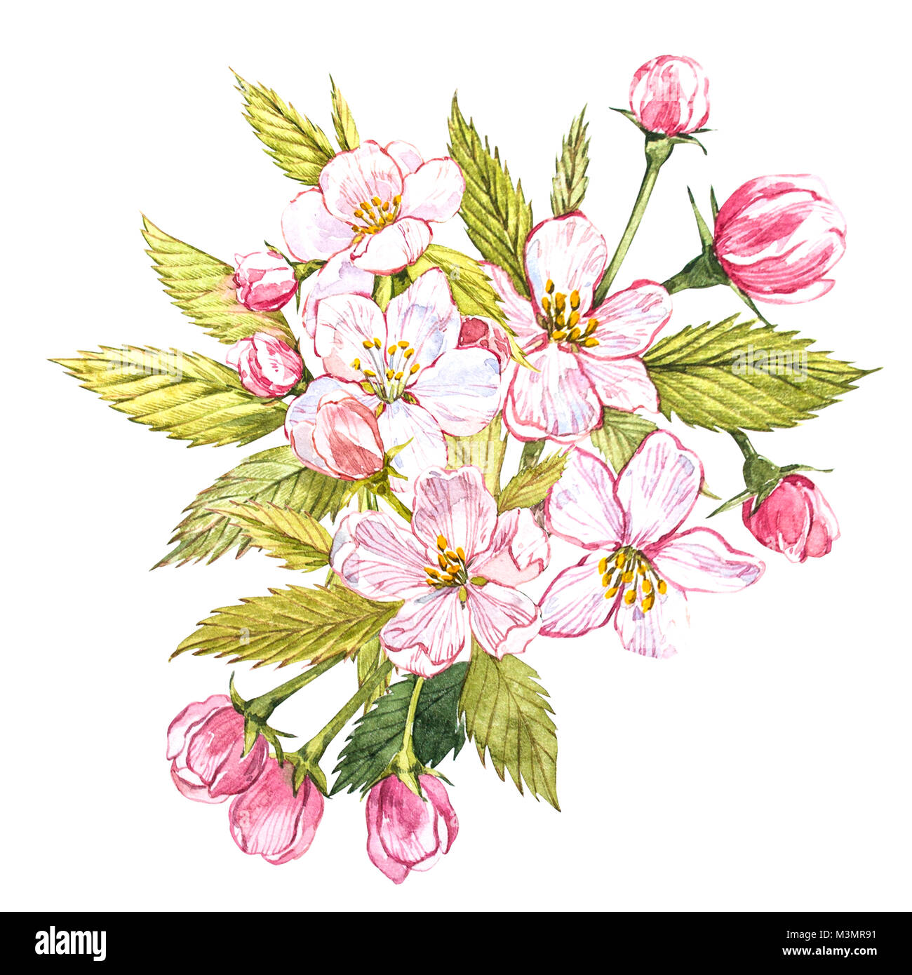 Watercolor hand drawn apple flowers. Eco natural food fruit illustration.  Botanical illustration isolated on white background Stock Photo - Alamy