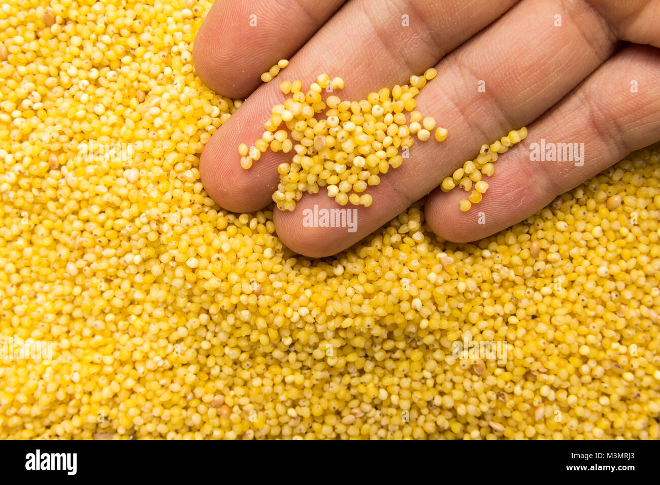 Panicum miliaceum is scientific name of Proso Millet cereal grain. Also known as Broomcorn Millet, Painco (portuguese) and Mijo (spanish). Person with Stock Photo