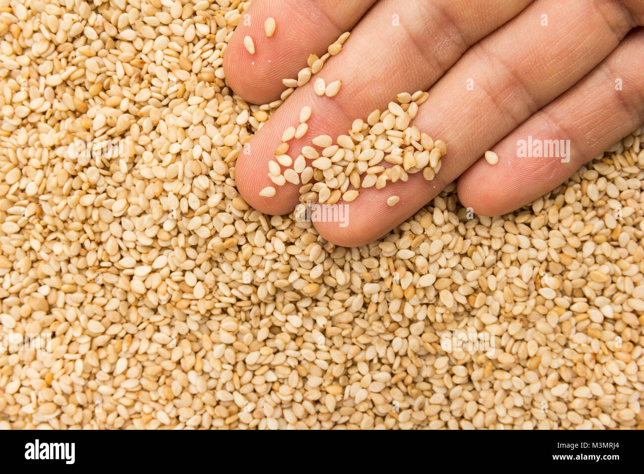 Sésamo sésamo indicum hires stock photography and images Alamy