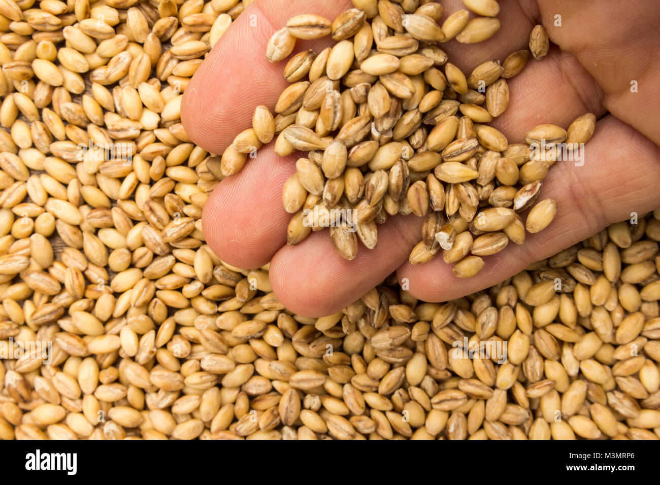 Hordeum vulgare is scientific name of Barley cereal grain. Also known