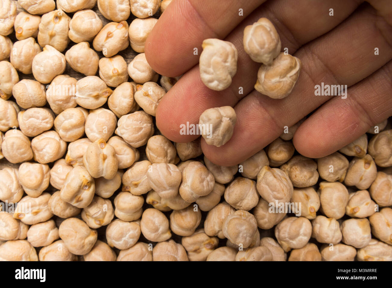 Cicer arietinum is scientific name of Chickpeas legume. Also known as Garbanzo bean, Chick Peas or Grao de Bico. Person with grains in hand. Macro. Wh Stock Photo