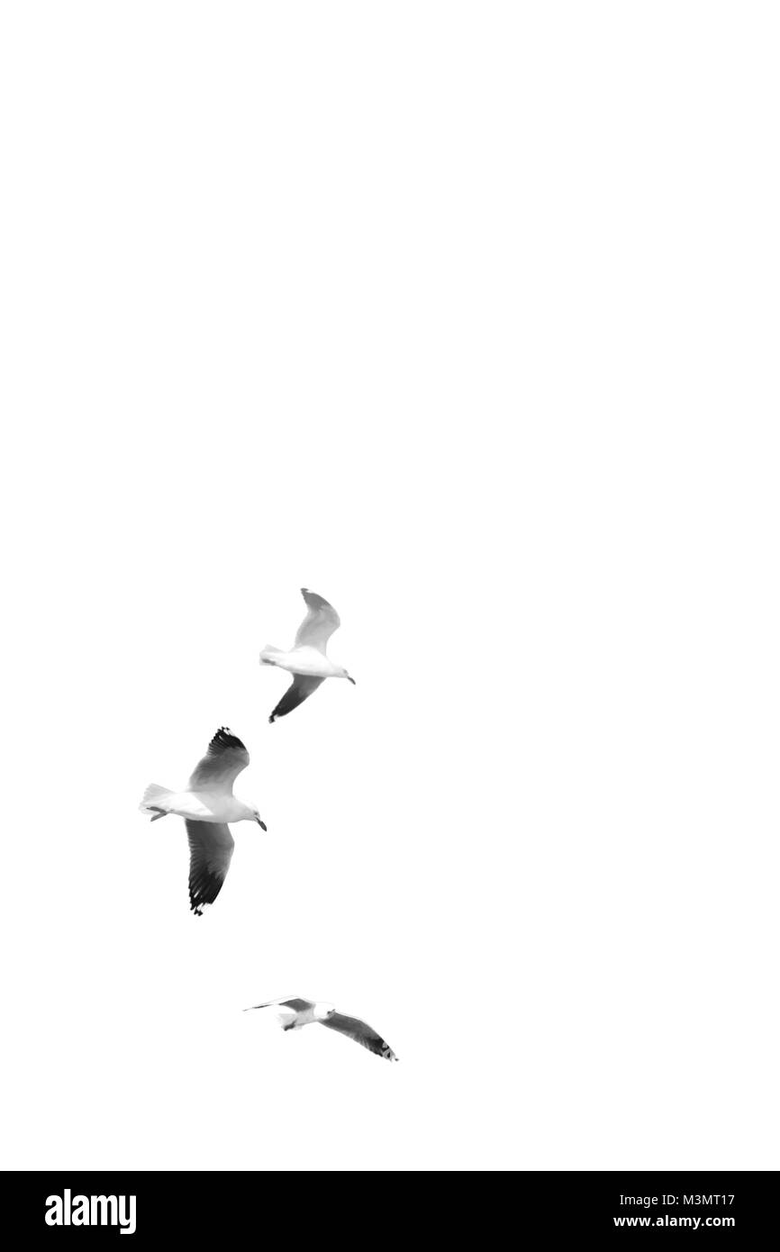 in australia a white free seagull flying in the clear sky Stock Photo ...