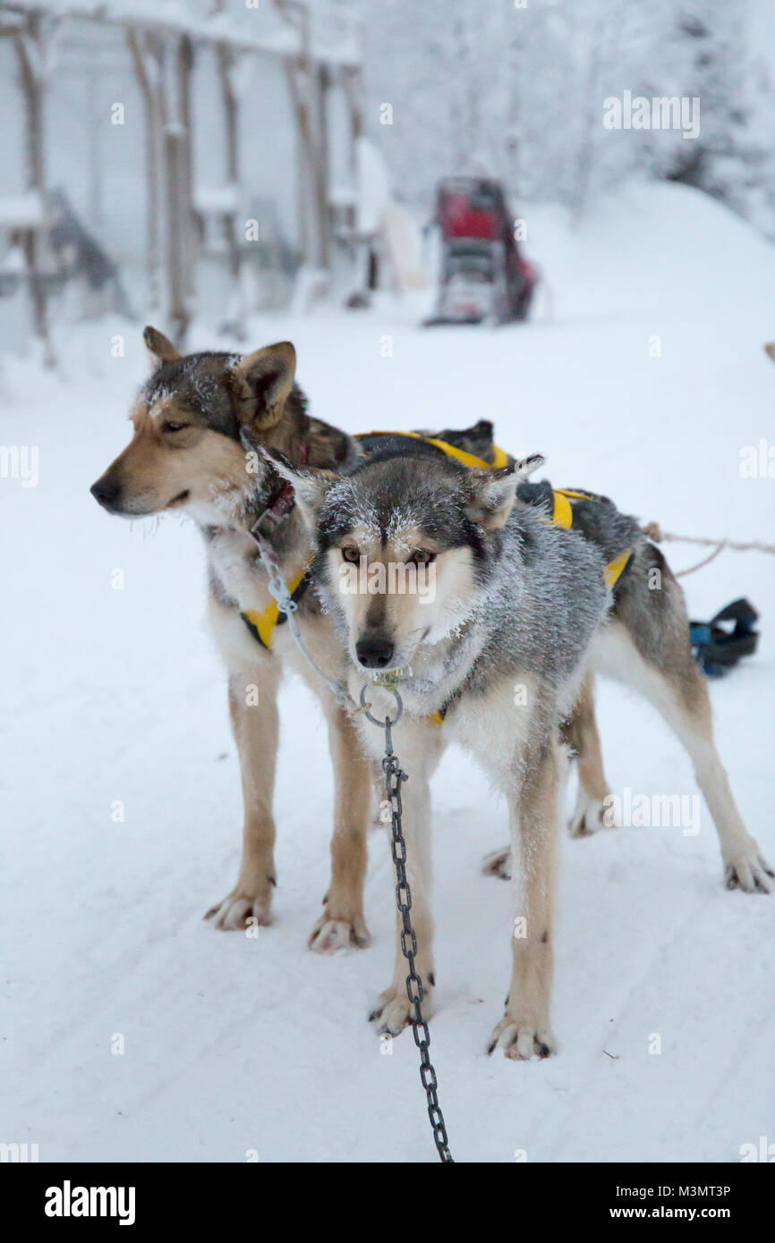 Close up of huskies harnessed to sledge against snow covered landscape, Kiruna, Sweden Stock Photo