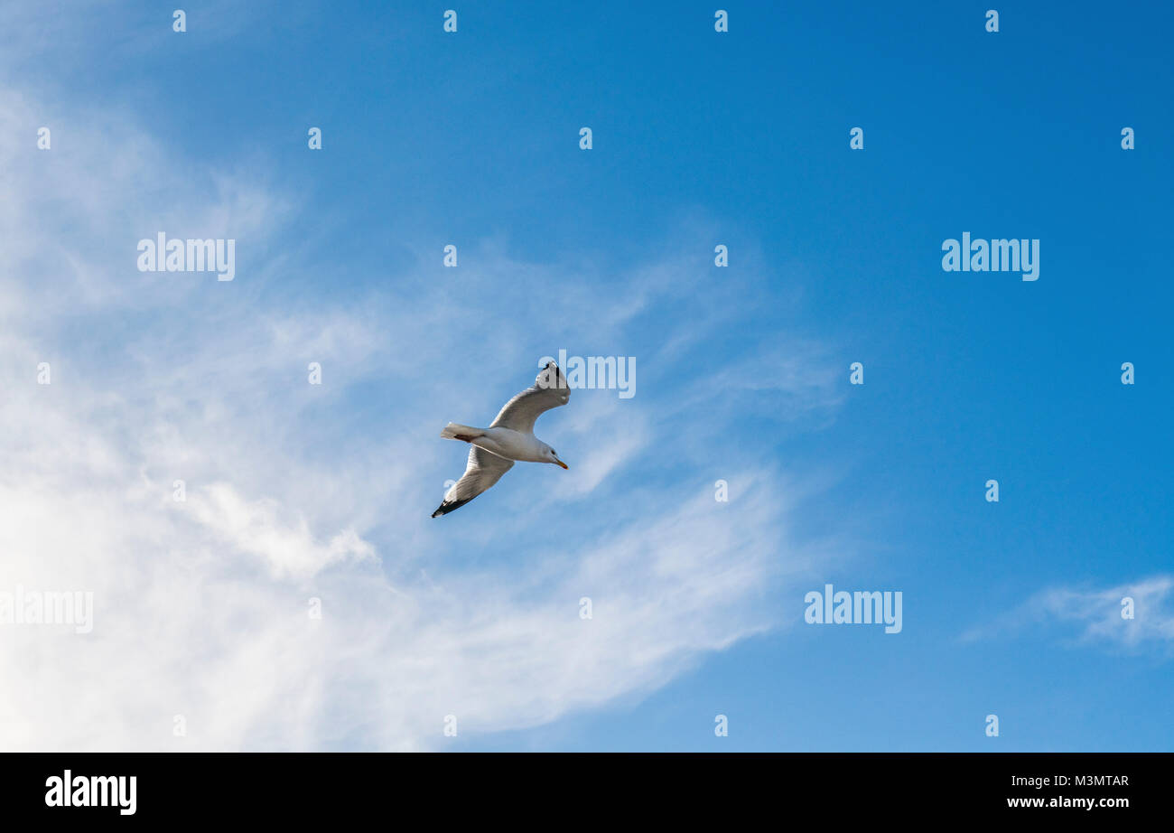 Herring Gull flying overhead against a blue sky with white clouds Stock