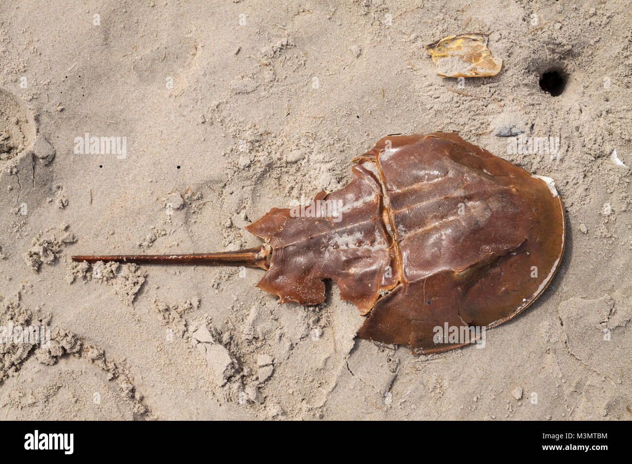 The remains of a Horseshoe crab exoskeleton washed up on a beach on the
