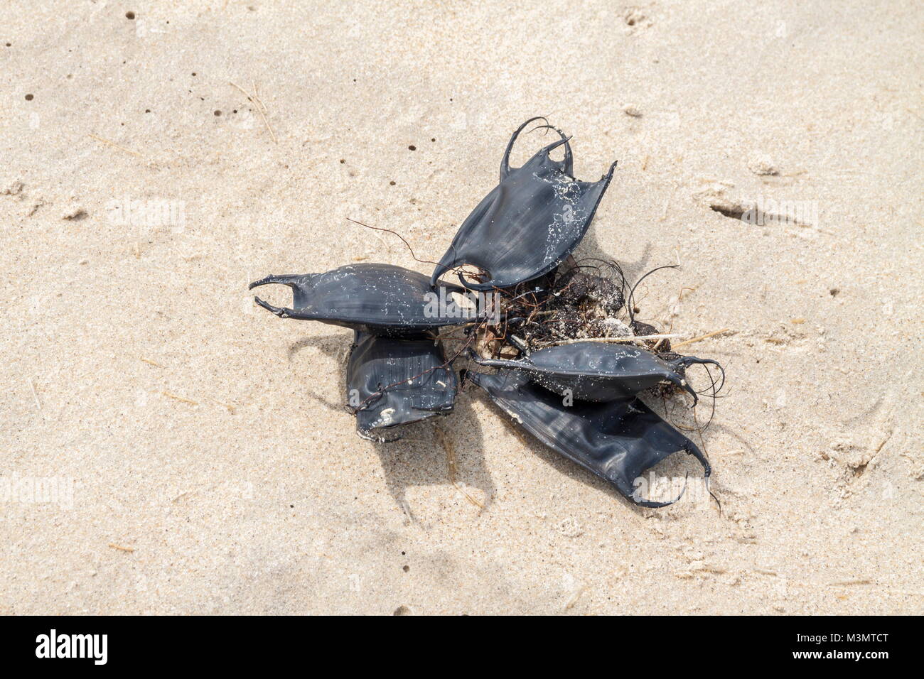 An entanglement of Ray egg cases washed-up on the baech on the Outer Banks, North Carolina Stock Photo