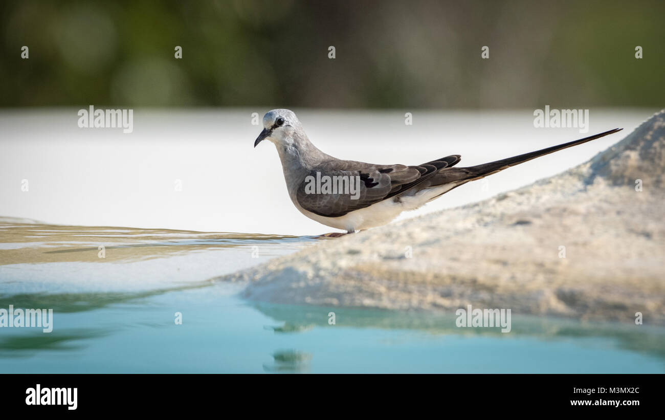 Namaqua Dove by water, Madagascar Stock Photo