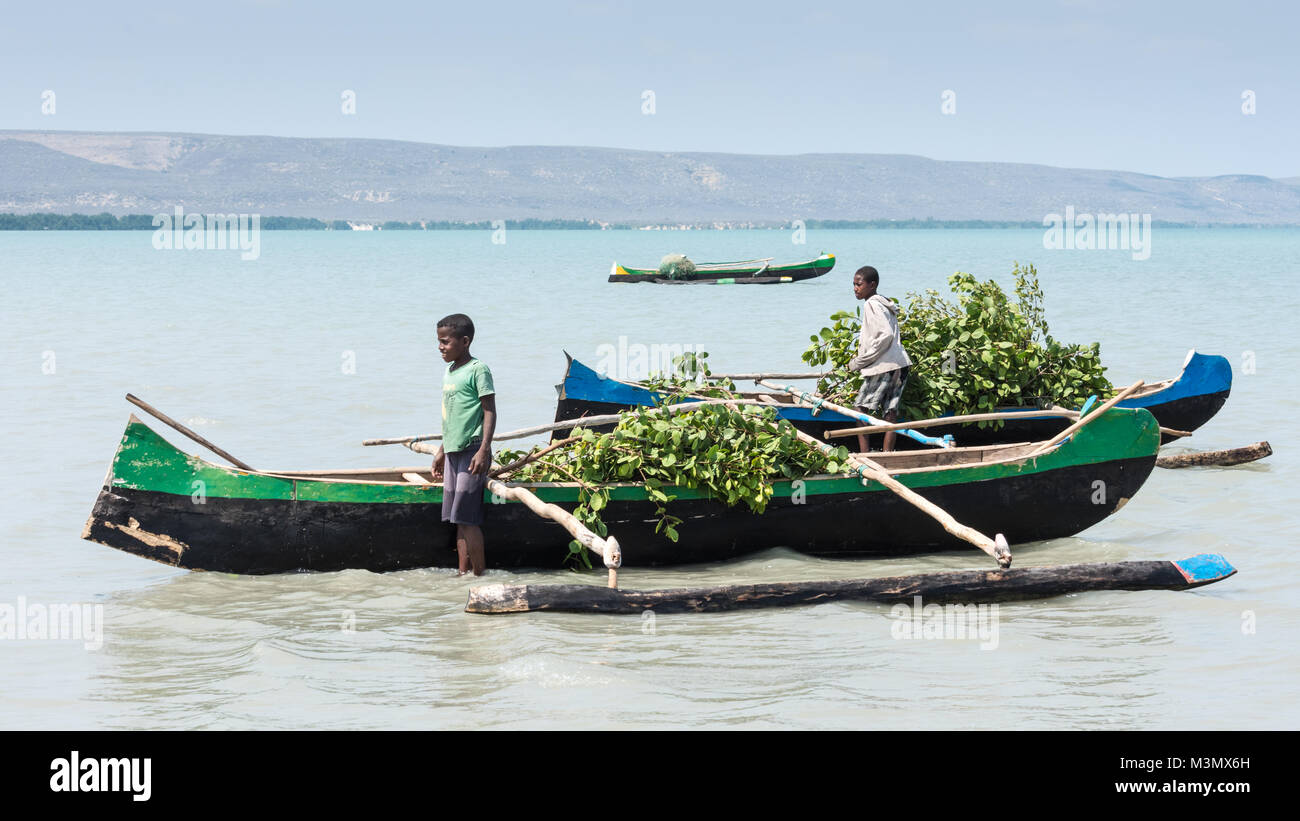 Fishermen Collecting Mangrove Branches for Fuel, Tulear, Madagascar Stock Photo