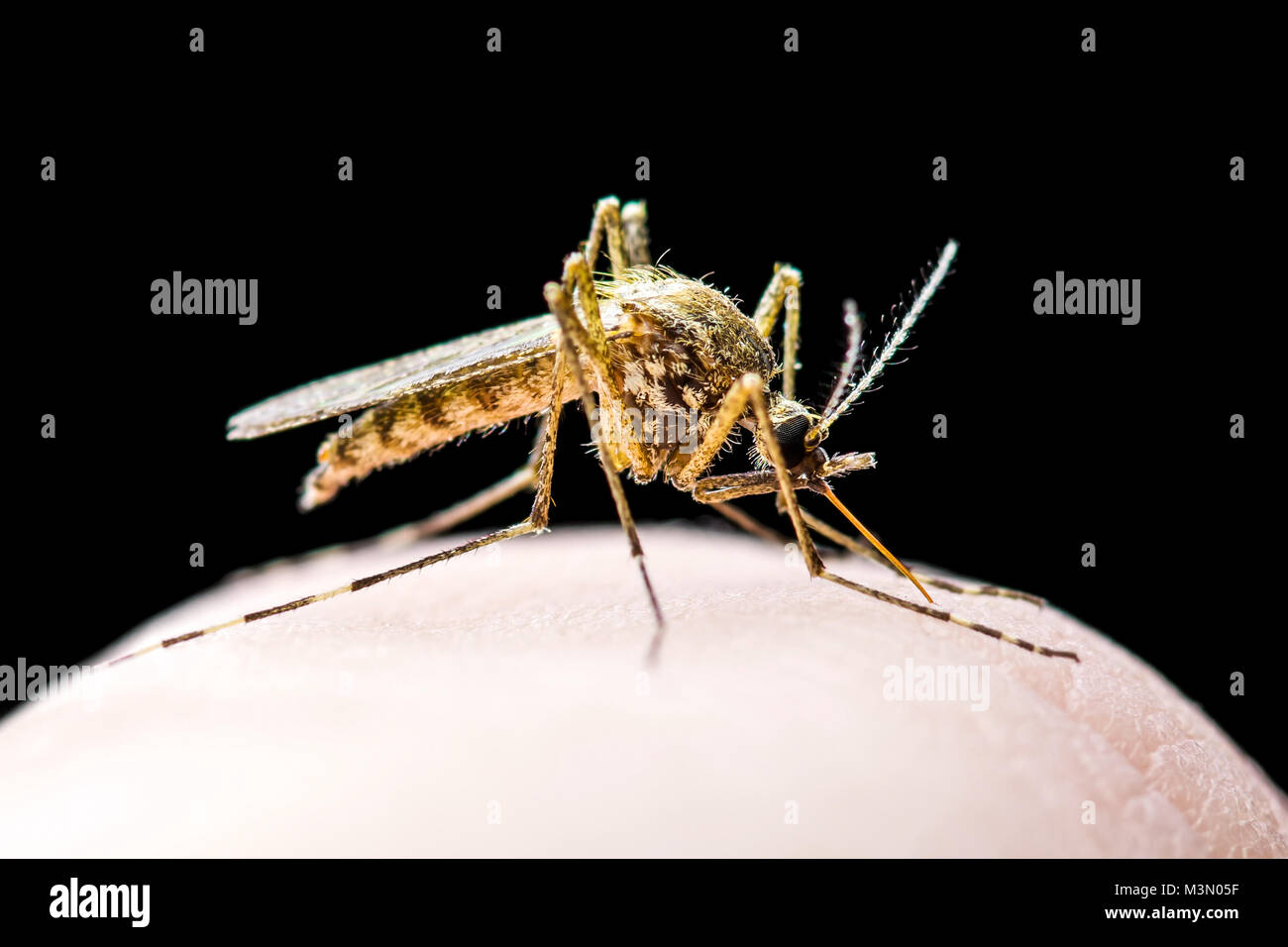 Yellow fever mosquito hi-res stock photography and images - Alamy