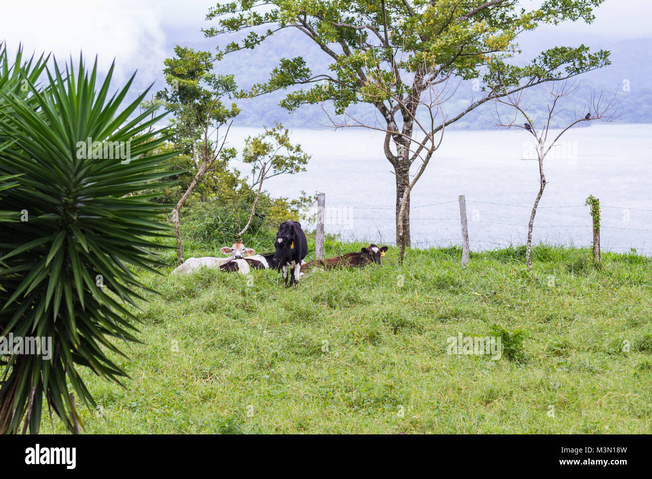 young dairy cows relaxing in a green pasture in tropical Costa Rica ...