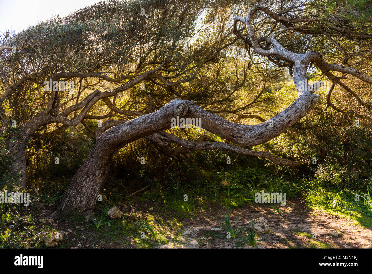 A tree grows horizontally on the side of a walk path in Palma de