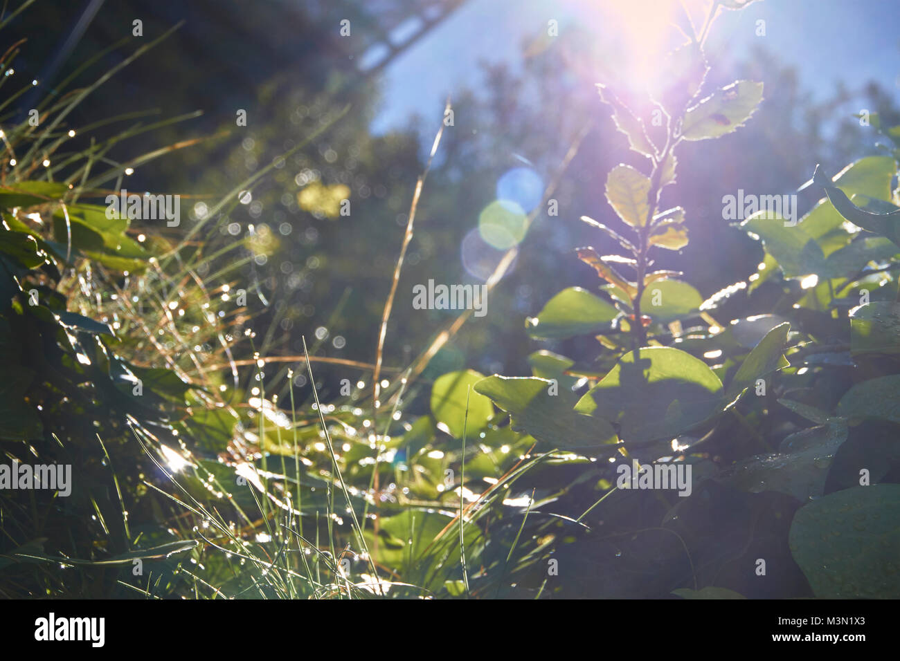 glittering dew and leafage in the morning sun Stock Photo