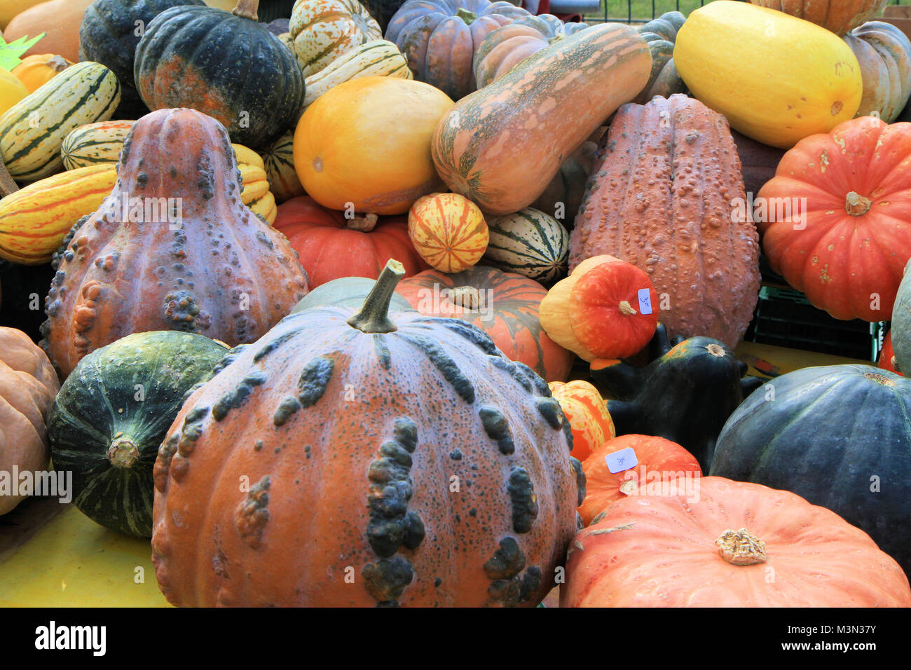 Stack of pumpkins Stock Photo - Alamy