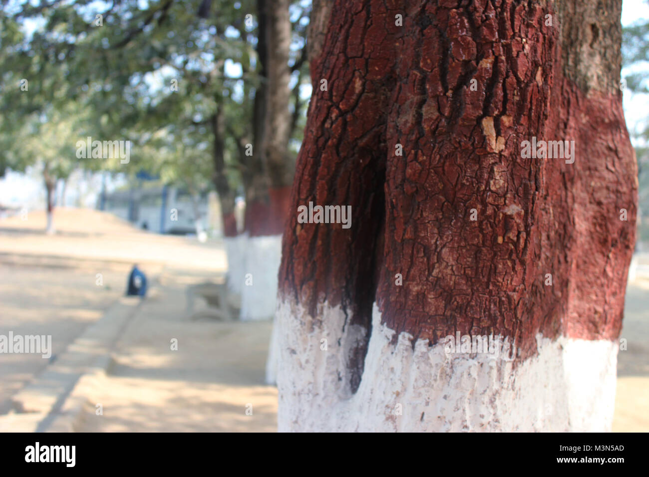 A squirrel's home inside a tree at a football field, at a school in Rawalpindi, Pakistan. Stock Photo
