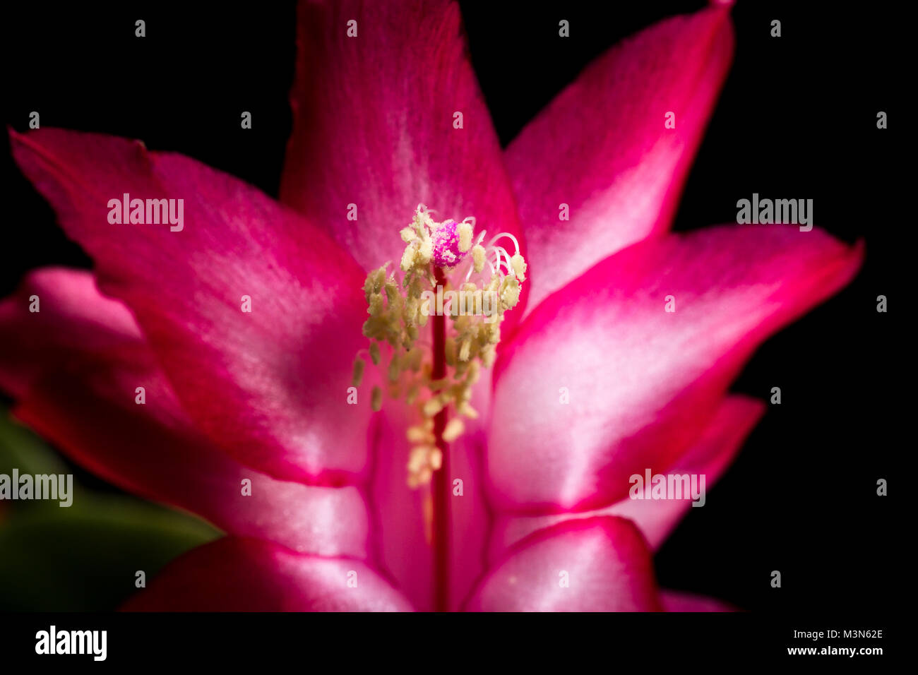 close up of a christmas cactus bloom on a dark background Stock Photo