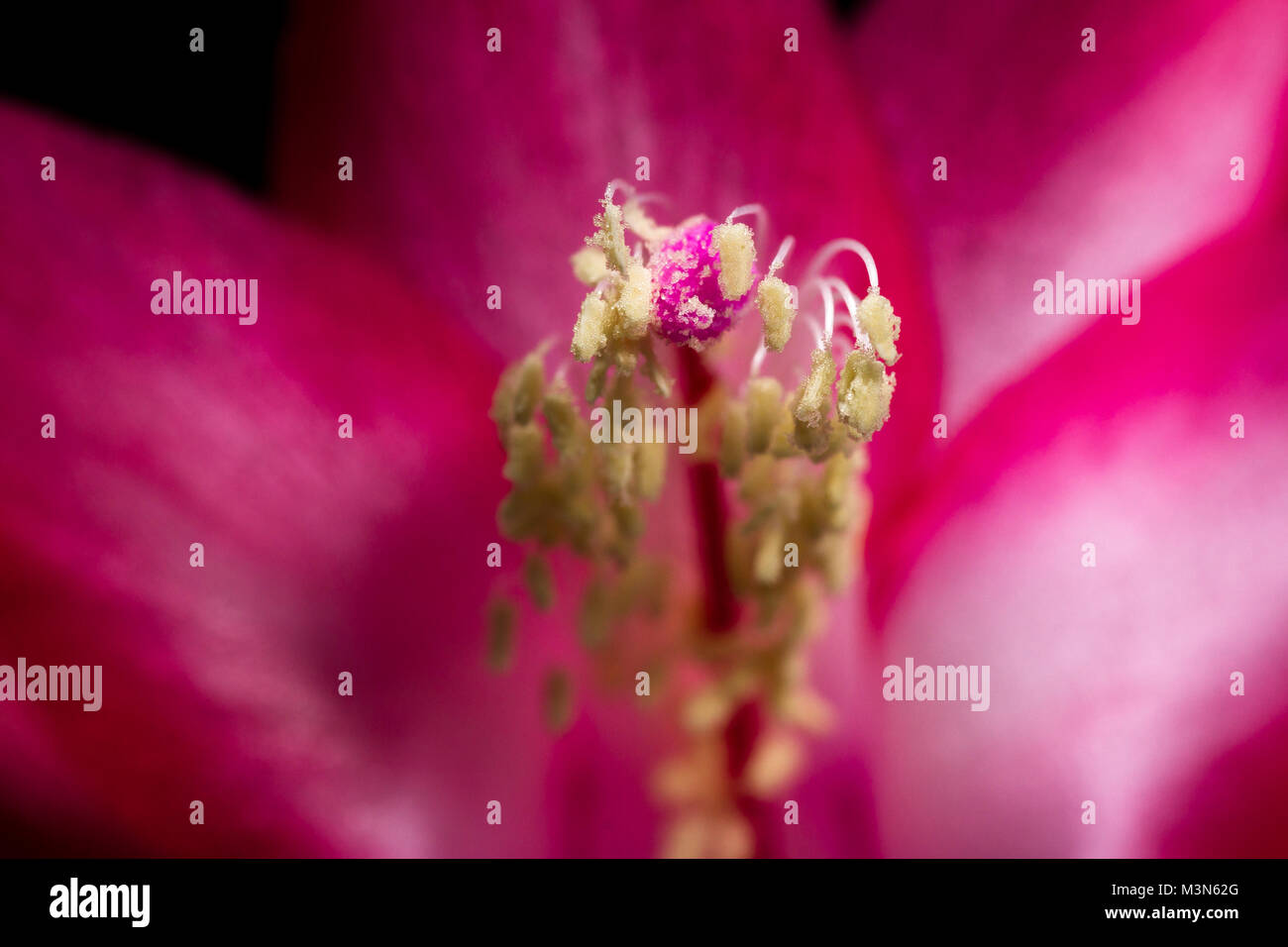 close up of a christmas cactus bloom on a dark background Stock Photo