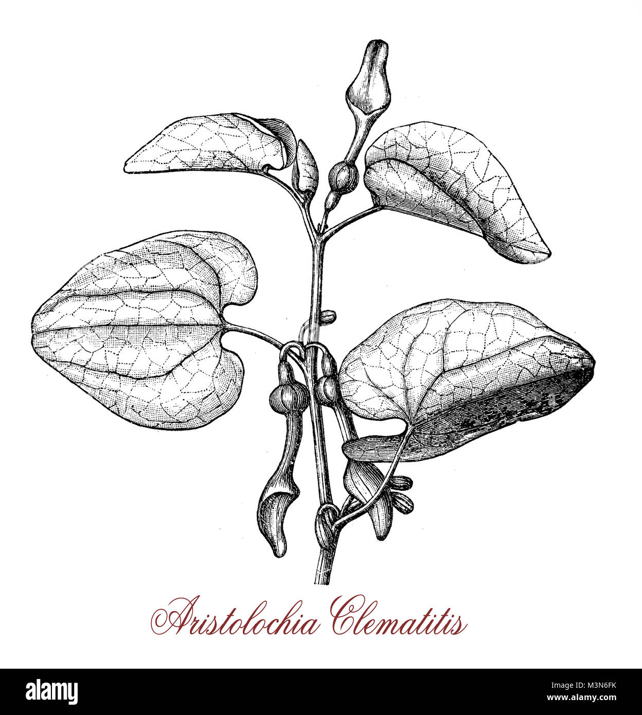 vintage engraving of aristolochia clematitis or European birthwort, twining plant with hear-shaped leaves and pale yellow tubular flowers, poisonous. Stock Photo