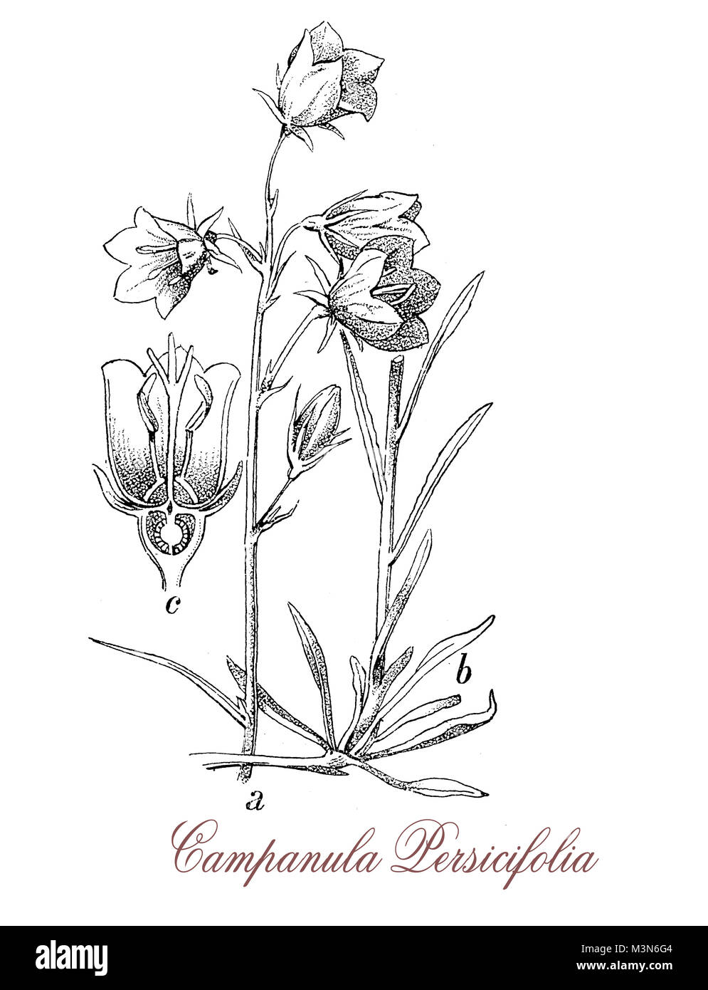 vintage engraving of campanula persicifolia or peach-leaved bellflower, flowering plant common in the Alps, with blue-lilac cup-shaped flowers Stock Photo