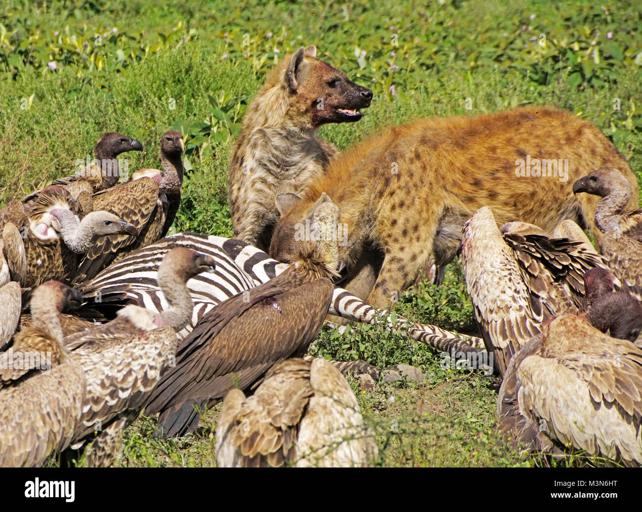 Two spotted hyenas and vultures scavenge the carcass of a dead zebra on southern Serengeti in Tanzania. Stock Photo