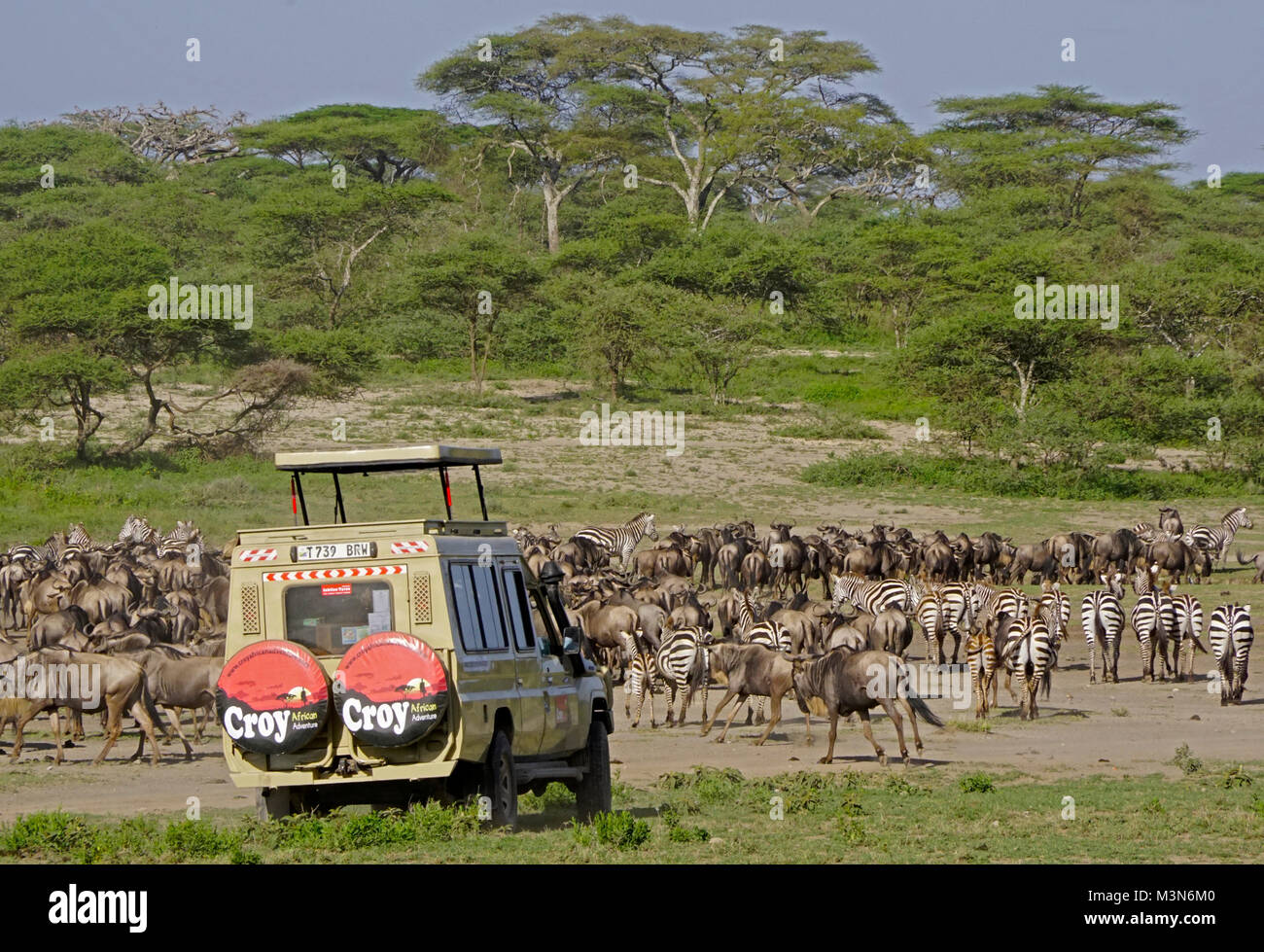 Safari van approaching herds of wildebeest and zebras grazing in preparation of start of great migration on Serengeti. Stock Photo