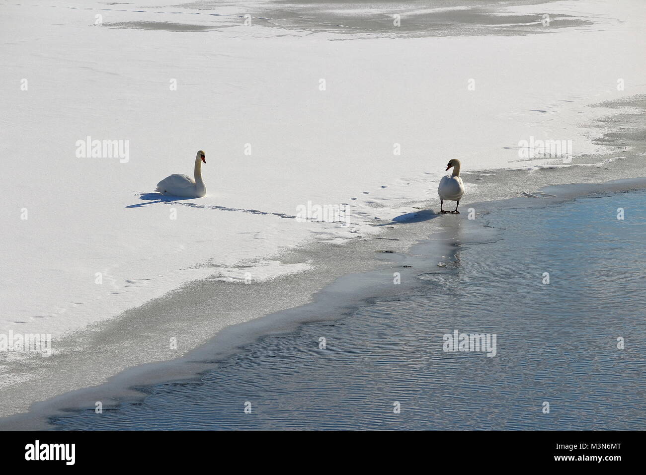 Swans in winter snow. Stock Photo