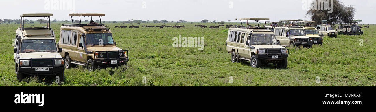 Panoramic of wildlife viewing vehicles lined up on the Serengeti to watch wildebeast and zebras grazing to fatten up for the beginning of their annual Stock Photo