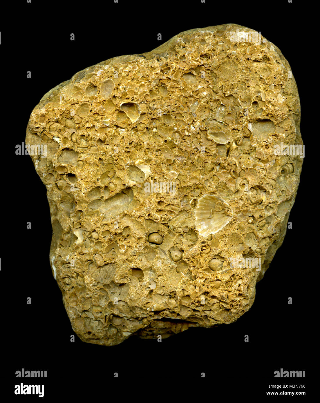 Detail of marine bryozoan fossils containing multiple specimens Stock Photo