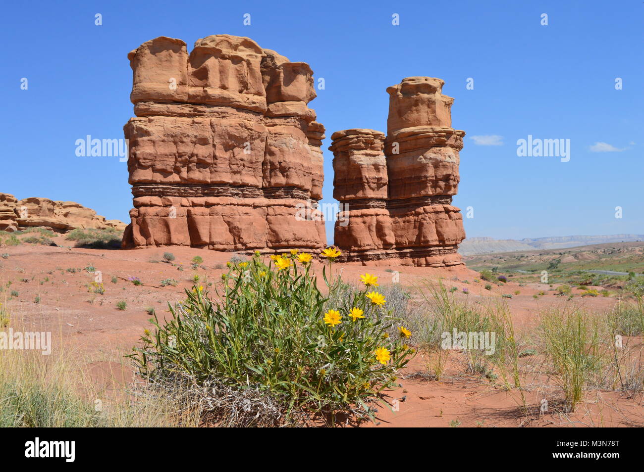 Bundle of Microseris in front of an sandstone-monument, Utah Stock Photo