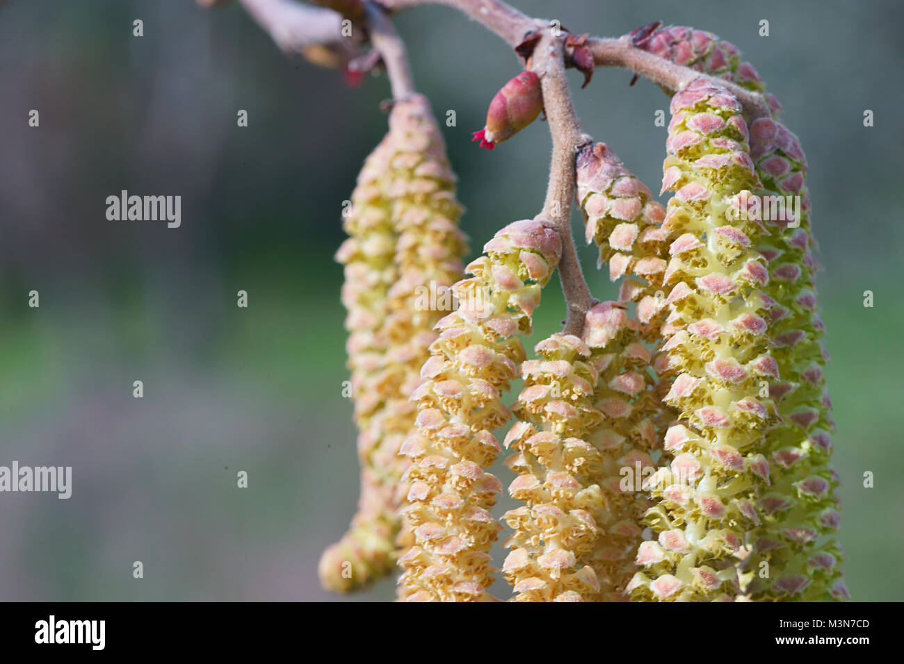 hazel tree (corylus avellana) flower Stock Photo Alamy