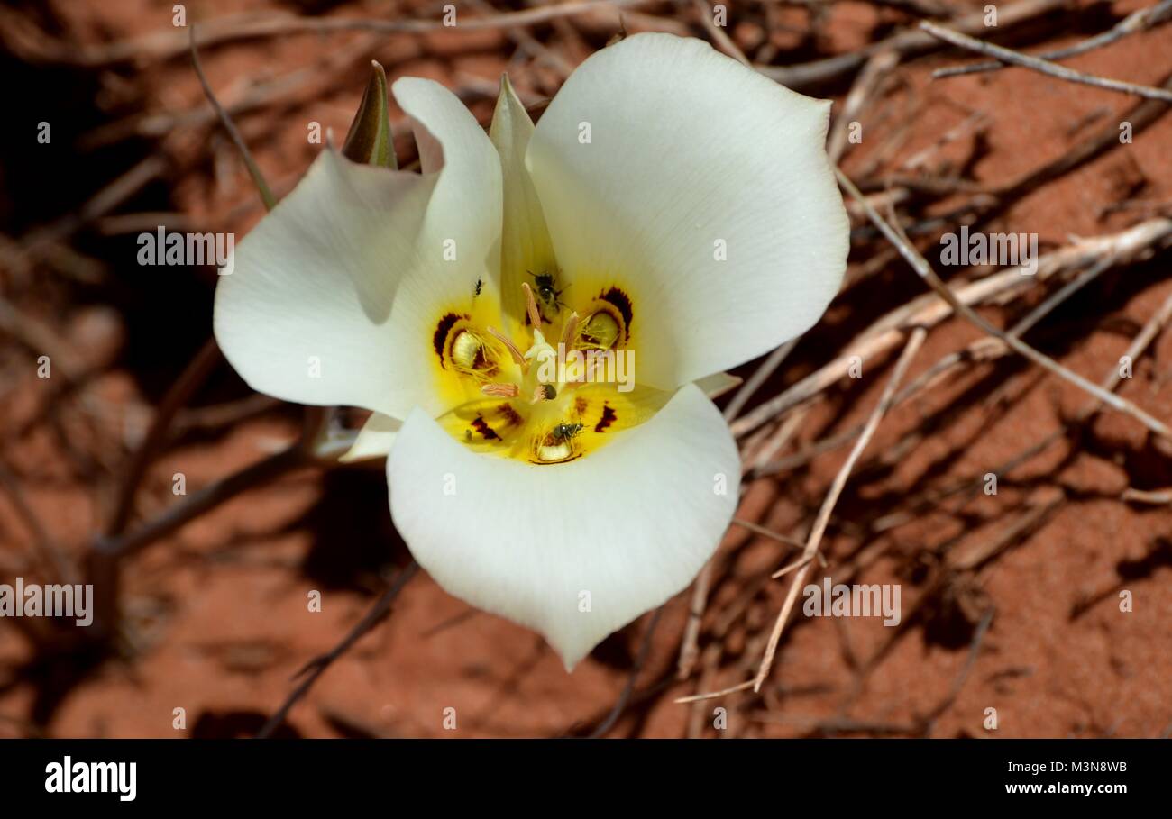 Calochortus nuttallii sego lily hires stock photography and images Alamy