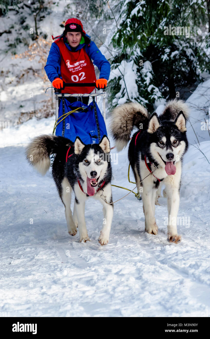 dog sled competition Stock Photo - Alamy