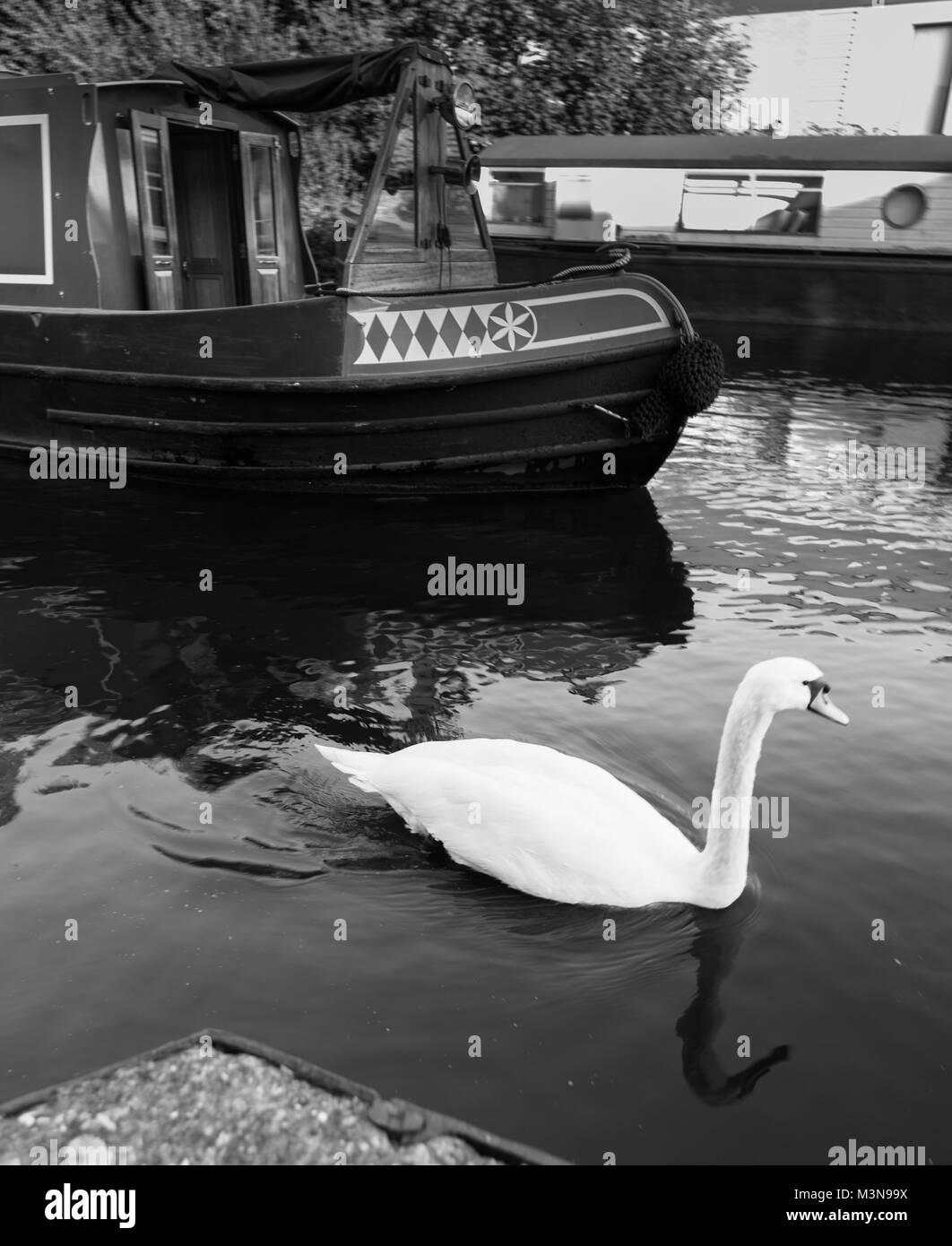 white swan with narrow boat Stock Photo Alamy