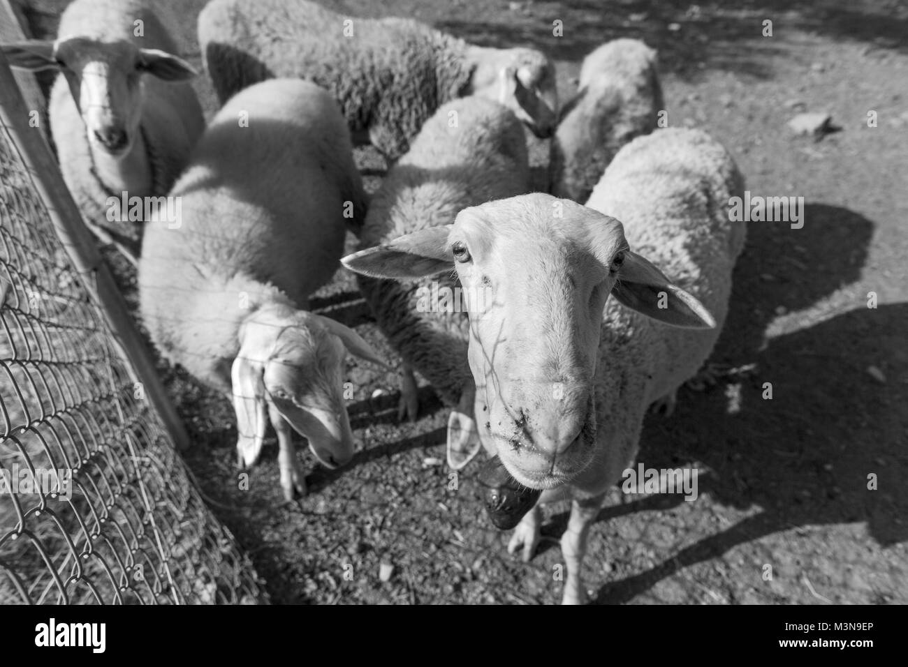 Sheep in Greece Stock Photo Alamy