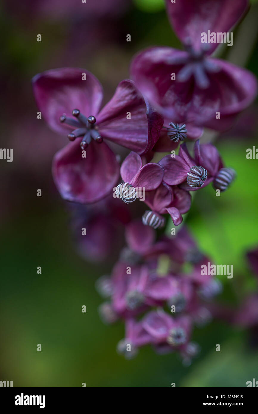 The foliage and flowers of the Akebia Quinata plant, also known as the ...