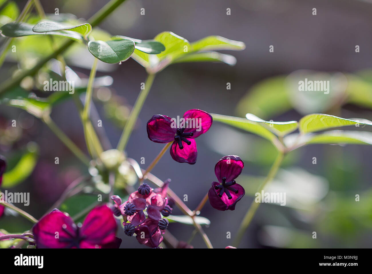 The foliage and flowers of the Akebia Quinata plant, also known as the ...