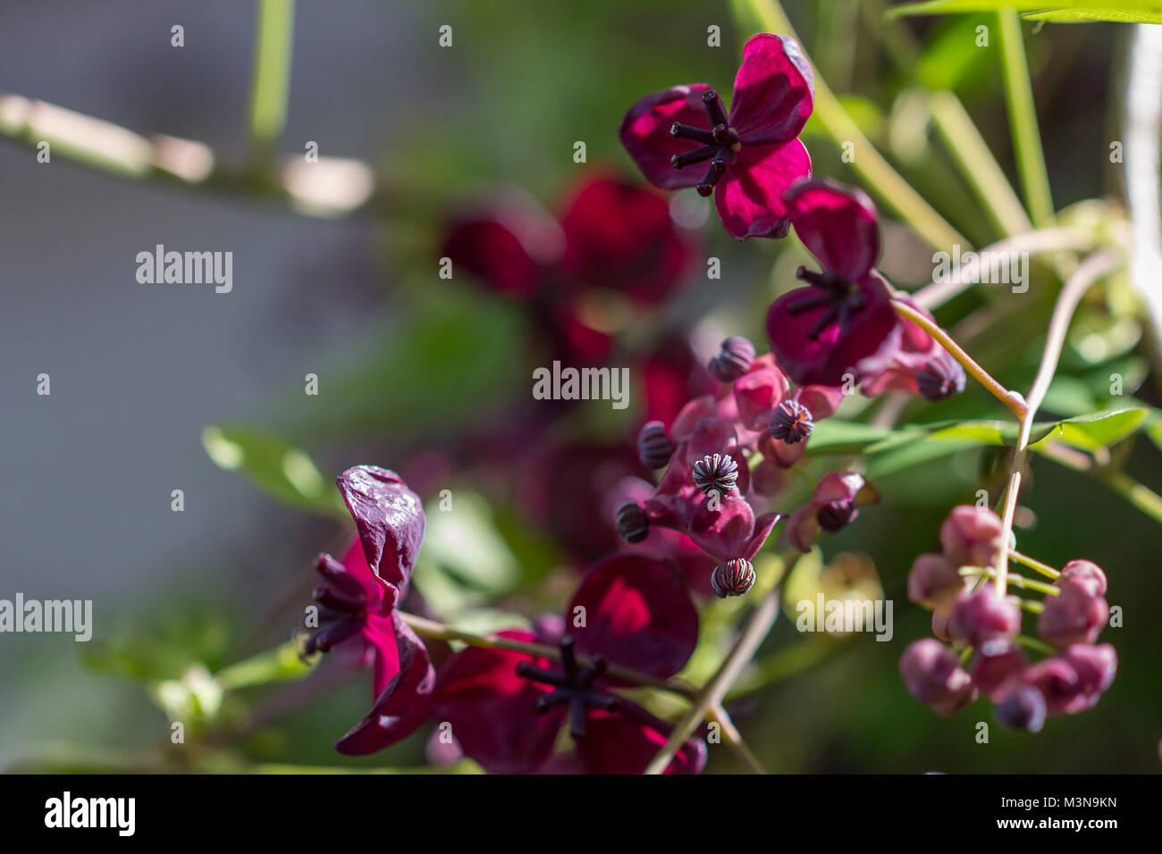 The foliage and flowers of the Akebia Quinata plant, also known as the ...