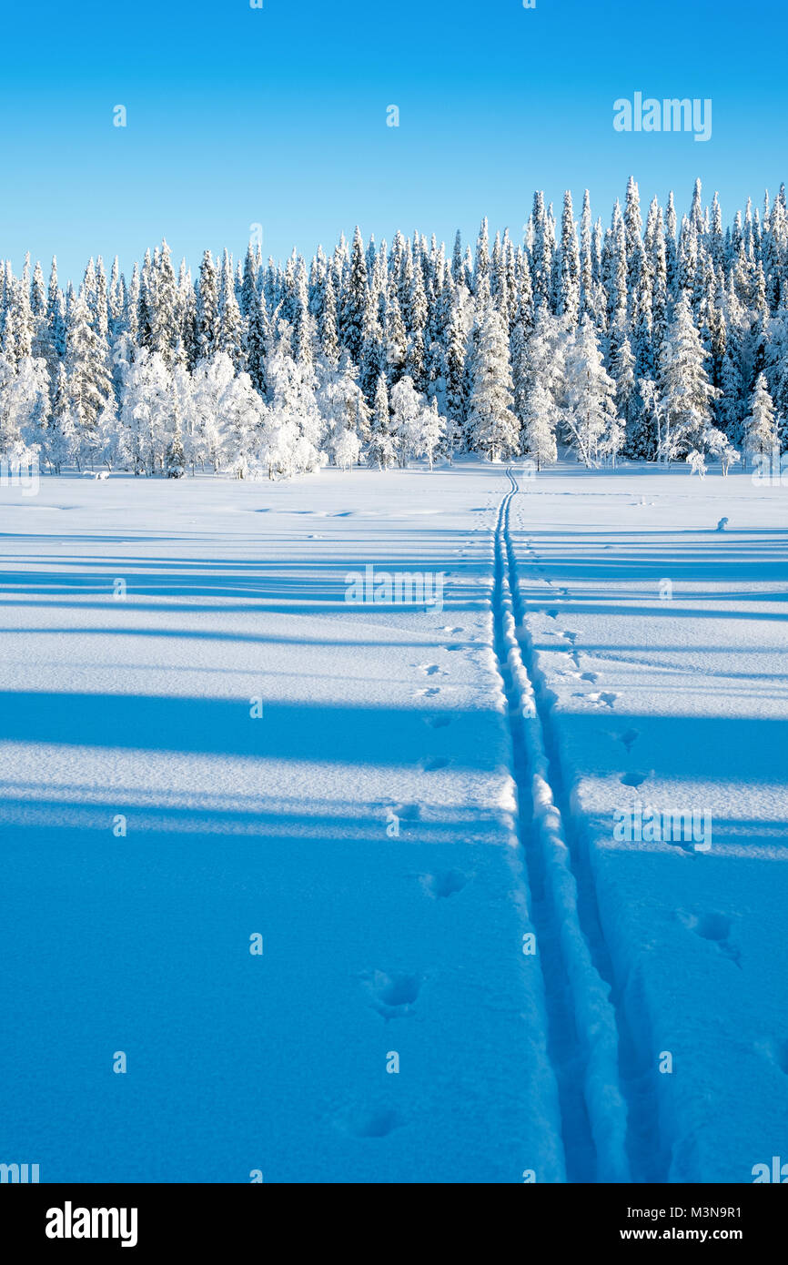 Cross country ski tracks in the forests around Ruka in Finland Stock