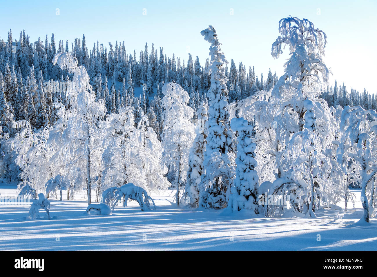 Snow-laden forests of northern Finland Stock Photo
