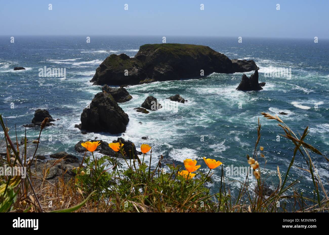 Oenothera tanecetifolia hires stock photography and images Alamy