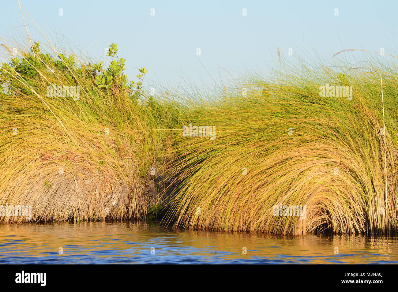 Colored Reedgrass at Banks of Okavango Delta Stock Photo - Alamy