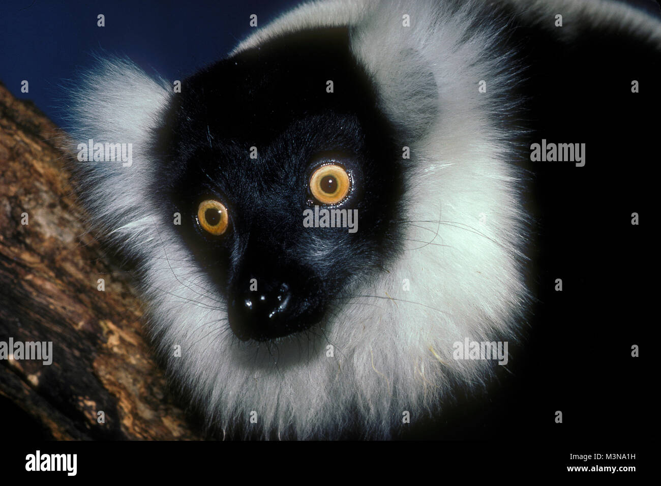 Lemur Pile Ruffed Ruffed Lemur, Lemur variegata Stock Photo - Alamy